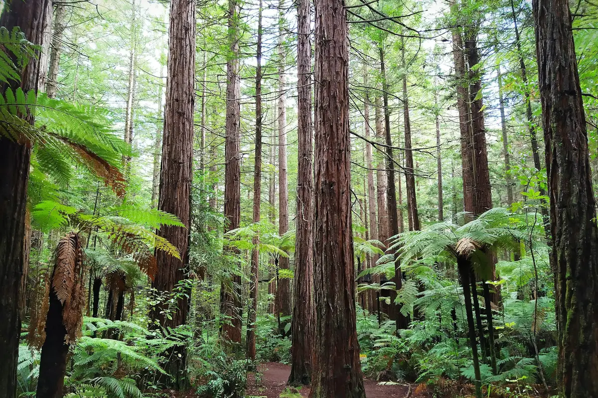 Towering redwood trees in Whakarewarewa Forest near Rotorua