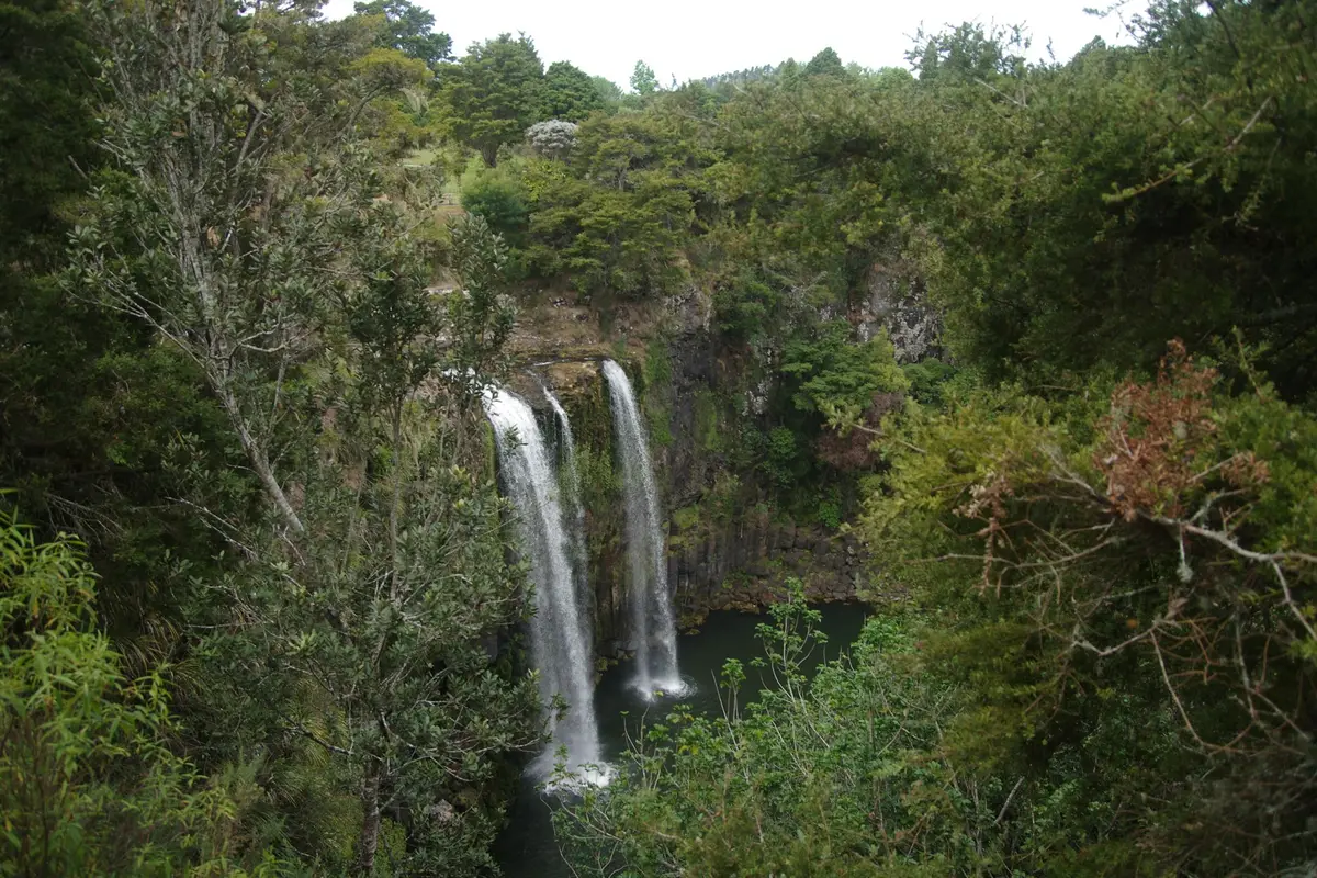 Whangārei Falls tumbling into native bush