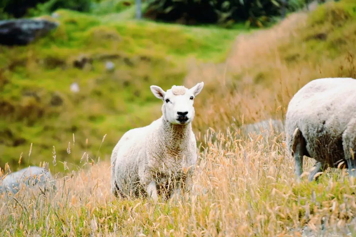 Sheep grazing on Mount Maunganui in Tauranga