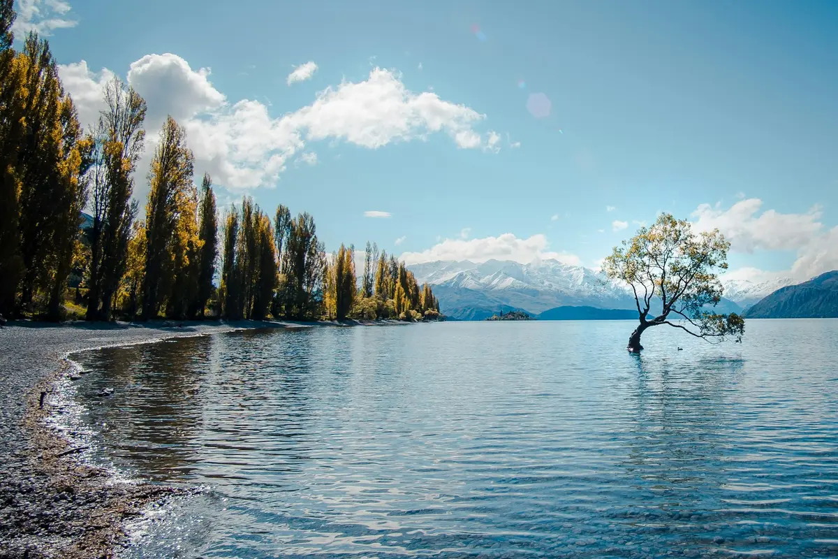 The lone willow tree in Lake Wānaka