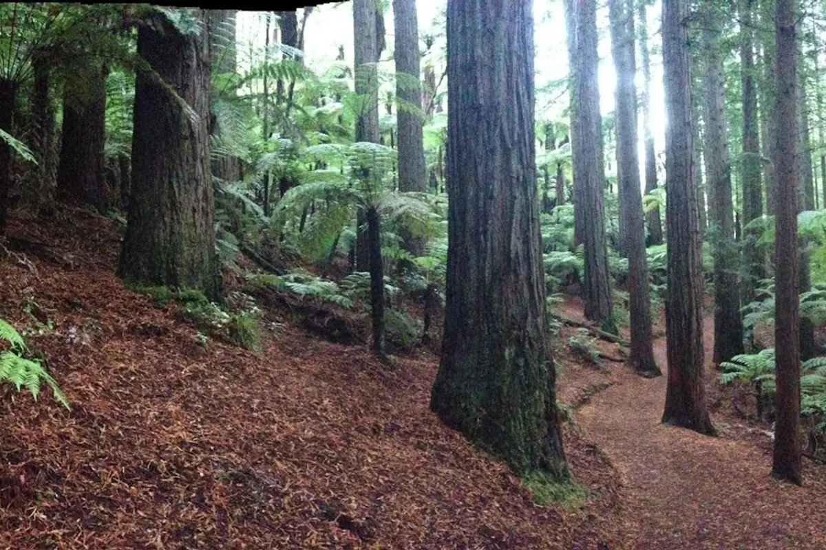 Track through the redwoods in Whakarewarewa Forest, Rotorua