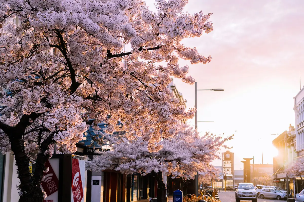 Cherry blossom in bloom in Invercargill