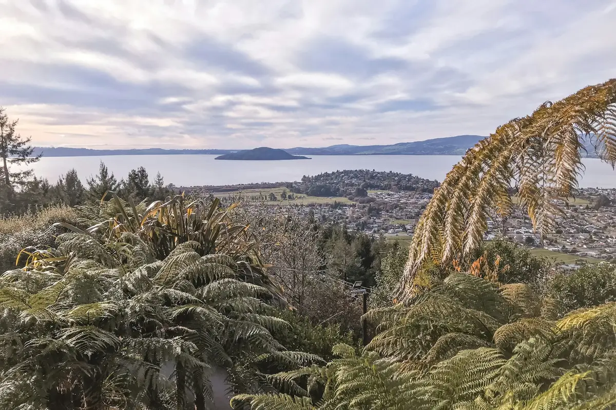 Forest and blue sky near Rotorua