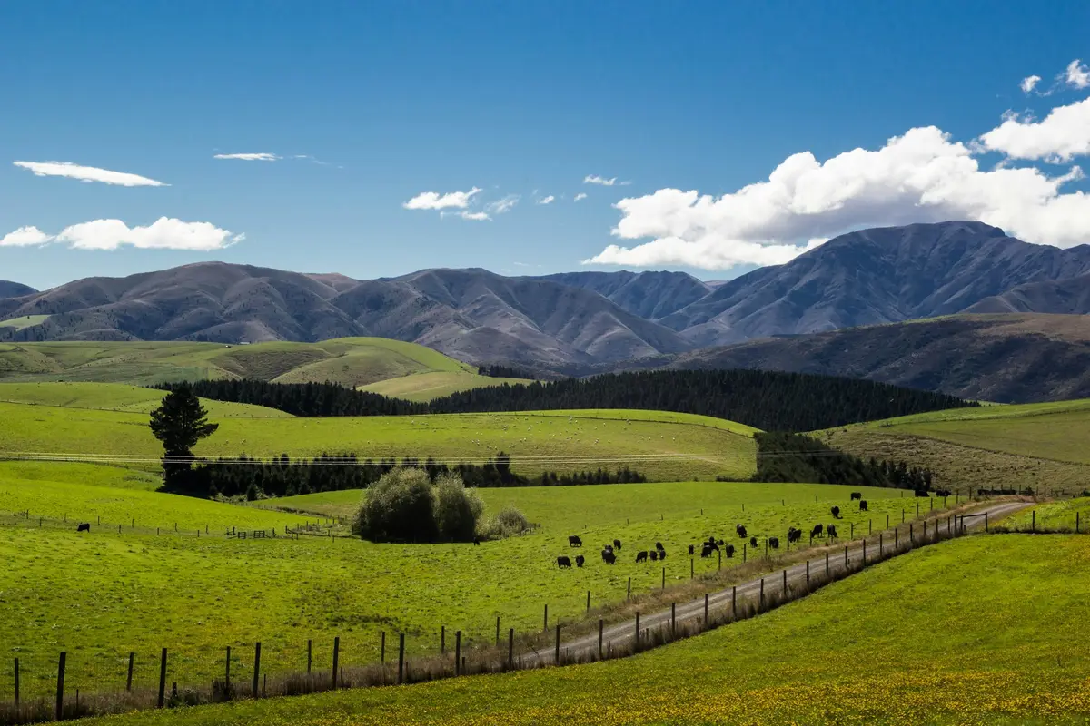 Rolling green farmland and hills in the North Island