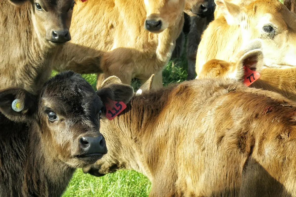 Dairy cows on a New Zealand farm